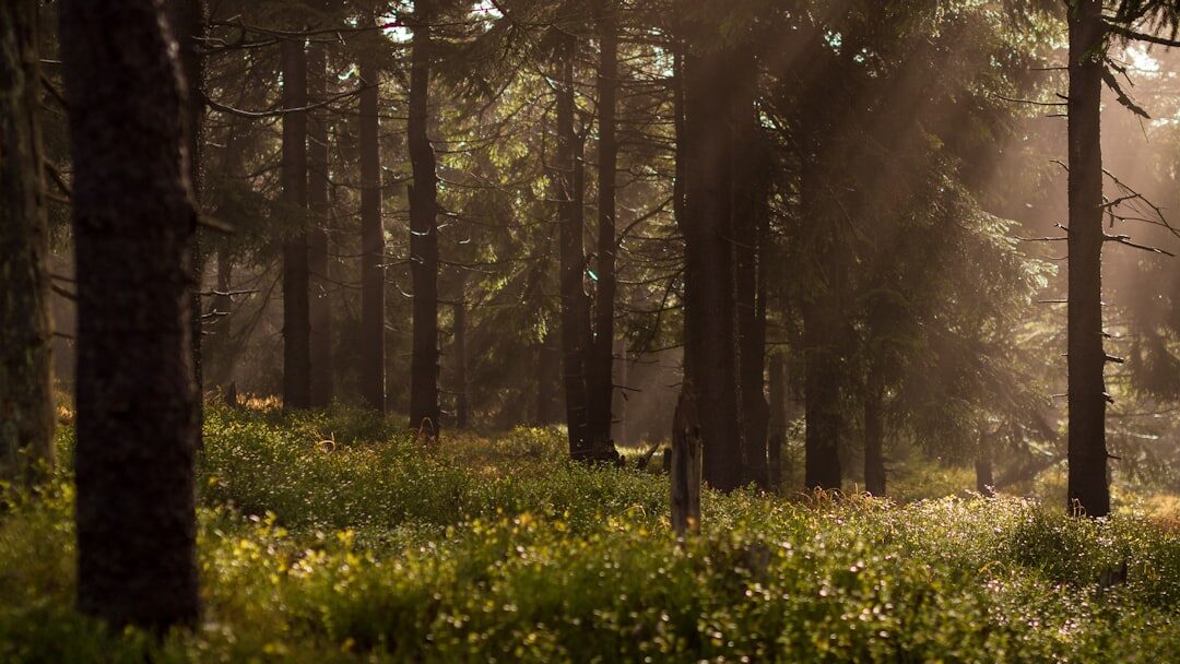 forest landscape