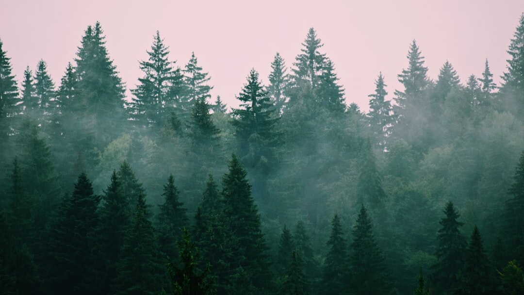 forest landscape